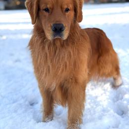 Golden Retriever Puppies from Sound Golden Retrievers