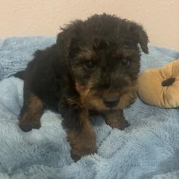 Dillon - Black and tan male Welsh Terrier puppy in Park Rapids, Minnesota from Peggy’s Terriers