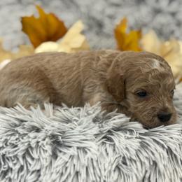 Charlie - Apricot male Goldendoodle puppy in Ambrose, Georgia from Brandilyn's Aussies