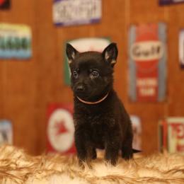 Vera - Bi-color female German Shepherd puppy in Philippi, West Virginia from Vom Haus Highlands