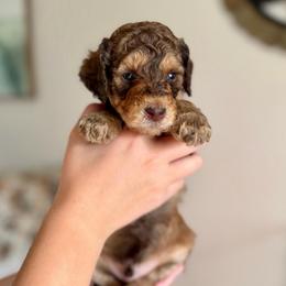 Scooby - Phantom male Goldendoodle puppy in Twin Falls, Idaho from Burrow & Bone