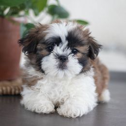 Maltipoo, Shichon, and Shihpoo Puppies from Timbercreek Puppies