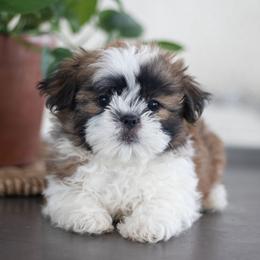 Maltipoo, Shichon, and Shihpoo Puppies from Timbercreek Puppies