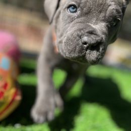 Cane Corso and Lowchen Puppies from High Royal Kennel