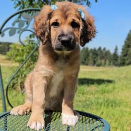 Edith - Sable female Saint Berdoodle puppy in Battle Ground, Washington from Mad Hatter Farms Saint Berdoodles