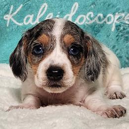 Bagel - Dapple female Dachshund puppy in Mount Sherman, Kentucky from Kaleidoscope Dachshunds and Whippets