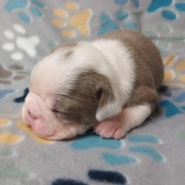 Comet - Lilac male Boston Terrier puppy in Corning, California from SB Bostons