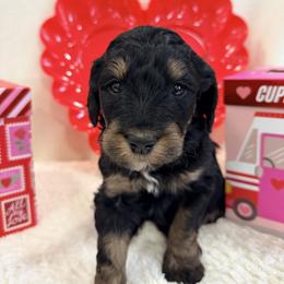 Fresca - Sable female Bernedoodle puppy in Silver Lake, Indiana from ‘Mut’zger Doodles