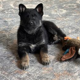 Leya - Bi-color female German Shepherd puppy in Moore, South Carolina from Von Zorhaus
