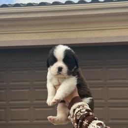 Pippin - Brown and white male Saint Bernard puppy in Ramona, California from Buendias Ranch Saint Bernards & Bernese Mountain Dogs