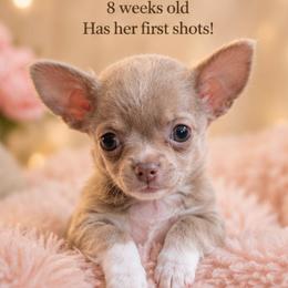 Cali - Silver and white female Chihuahua puppy in Washington from Amy's Chihuahuas