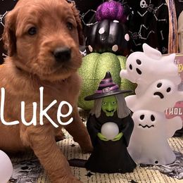 Golden Retriever Puppies from A1 Supreme Kennels