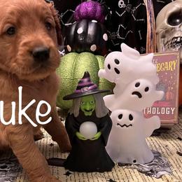 Golden Retriever Puppies from A1 Supreme Kennels