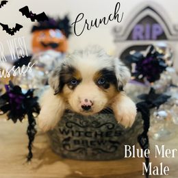 Australian Shepherd Puppies from Far West Aussies