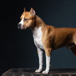 American Staffordshire Terriers from Bold & Beautiful Amstaffs