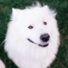 Kody - Samoyed
