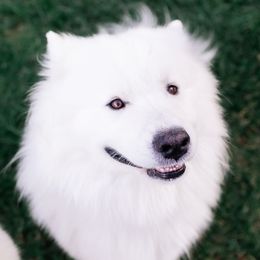 Kody - Samoyed