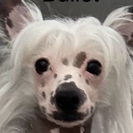 Bullet - Chinese Crested