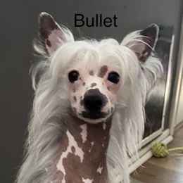 Bullet - Chinese Crested