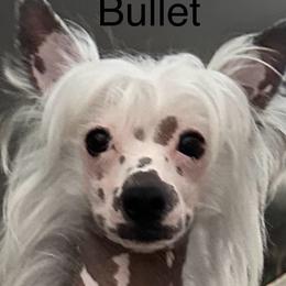 Bullet - Chinese Crested