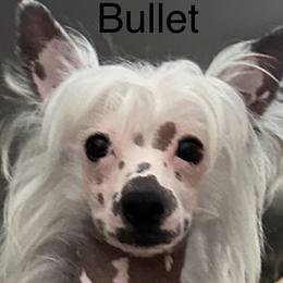 Bullet - Chinese Crested