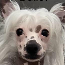Bullet - Chinese Crested