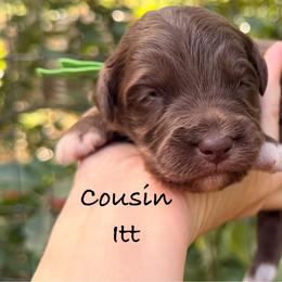 Cousin Itt - Red male Aussiedoodle puppy in Mulino, Oregon from Korbella Farm