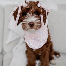 Palmer - Red  female Goldendoodle puppy in Roanoke Rapids, North Carolina from Sweeter than Honey Doodles