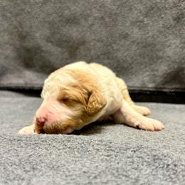 Blue - Parti male Goldendoodle puppy in Celina, Texas from Kennedy Doodles