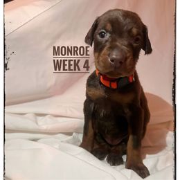 MONROE - Red and rust female Doberman Pinscher puppy in Columbus, Ohio from Von Schaaf Haus DuPree