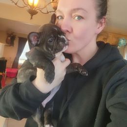 French Bulldog Puppies from Jessicah's Frenchies Michigan's French Bulldog Breeder