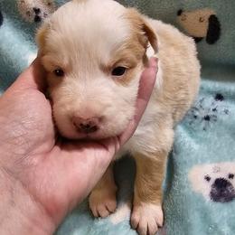 Blonde girl 1 - Gold female Border Collie puppy in Springtown, Texas from CRL Farms