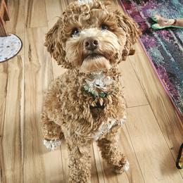 Cockapoo puppies from Jax Doodles