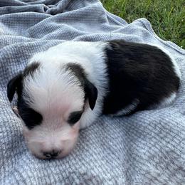 Girl 1 - Black and white female Aussiedoodle puppy in Reddick, Florida from Cooper’s Mini Doodles