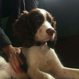 Penelope - English Springer Spaniel