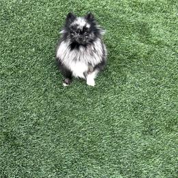 Lulu - Pomeranian