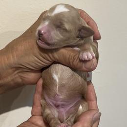 Tan collar boy - Apricot male Goldendoodle puppy in Fairfield, California from Twin Sisters Doodles