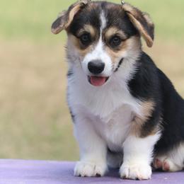 Lamborghini - Black and tan male Pembroke Welsh Corgi puppy in West, Texas from Rustic Spur Kennel