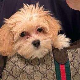 Zendeya - Maltipoo