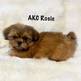 AKC Rosie - Red female Shih Tzu puppy in Greenville, South Carolina from Babyface Shih Tzu