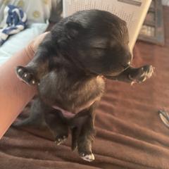 Blue - Gray and black male Keeshond puppy in England, Arkansas from Wright Murphy Keeshonds
