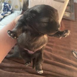 Blue - Gray and black male Keeshond puppy in England, Arkansas from Wright Murphy Keeshonds