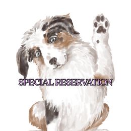 Bingo - Blue merle female Miniature American Shepherd puppy in Holmesville, Ohio from Coffee Run Spring at Miller Farms