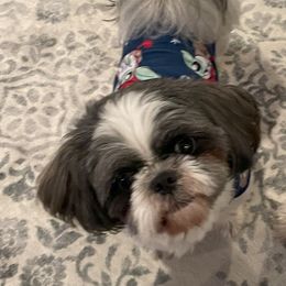Link - Shih Tzu