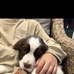 Archie - White and liver male English Springer Spaniel puppy in Lufkin, Texas from Shifletknight Springer Spaniels