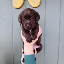 Labrador Retriever Puppies from Western Valley Retrievers