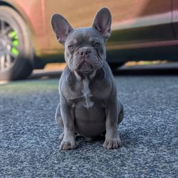 Guapo - Liver male French Bulldog puppy in Battle Ground, Washington from Ferguson's Bulldogs