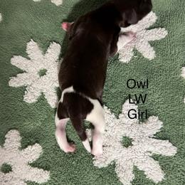 Owl - Liver and white female German Shorthaired Pointer puppy in Aitkin, Minnesota from Whispering’s GunDogs