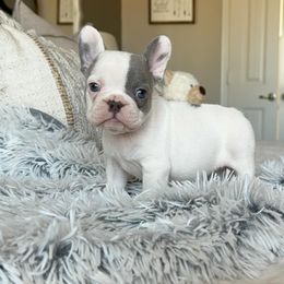 French Bulldog Puppies from Honey Bee Frenchies
