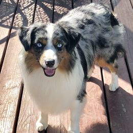 Zain - Miniature American Shepherd